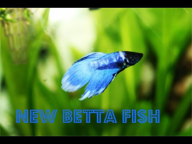 Betta Fish Added To Planted Community Tank