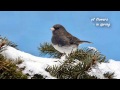 Snowbird - Lyrics - Anne Murray