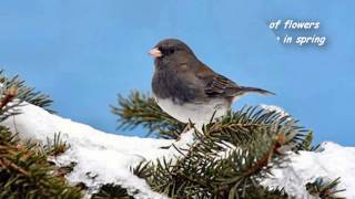 Snowbird - Lyrics - Anne Murray