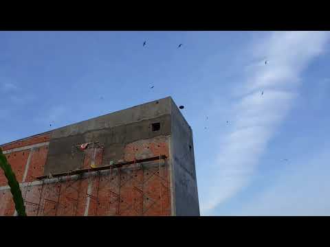 Khai trương nhà yến thứ 4 tại Chợ Lầu - Bình Thuận