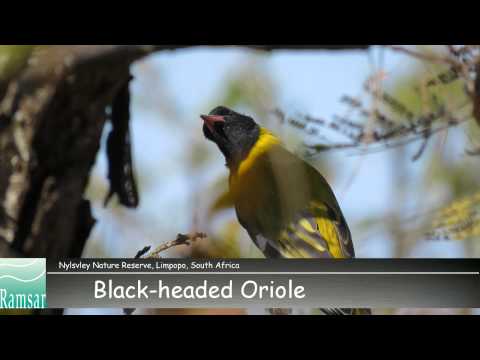 SA Ramsar - Nylsvley