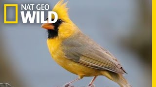 Watch: Rare Yellow Cardinal Spotted in Alabama | Nat Geo Wild by Nat Geo WILD
