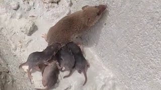 Rat most genius creature on earth