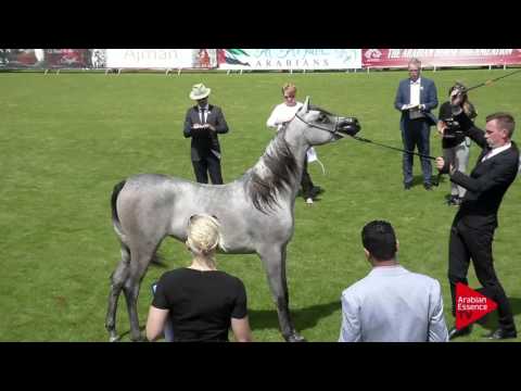 N.10 SHEIKHA AL JUMAN - Chantilly 2017 World Cup - Yearling Fillies (Class 1B)