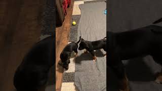 Video preview image #1 Mutt Puppy For Sale in Holly Springs, NC, USA
