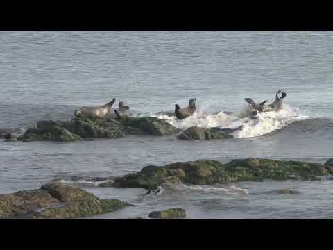 The Seals on Edinburgh Joppa Rocks (part 1)