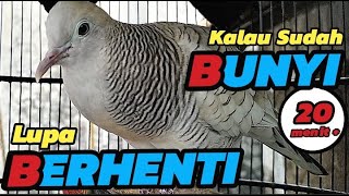 Download lagu Perkutut Silver Gacor Manggung Tahan Lama mp3