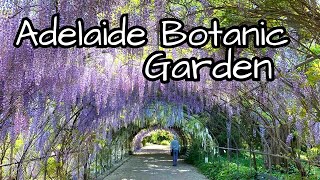 Adelaide Botanic Garden, Adelaide, Australia