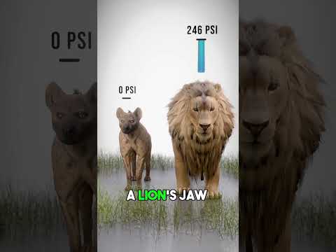 The Hyenas' Bite Force!