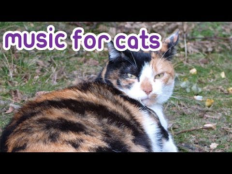 Cat Music: How to Calm Your Cat During Pregnancy and giving birth!