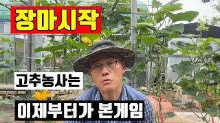 [장마시작]고추농사는 이제부터가 본게임