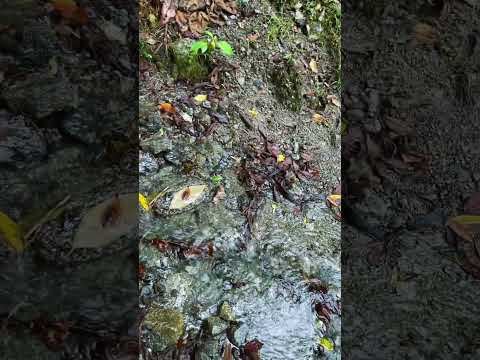 Caminando hacia Minchoy San Francisco Putumayo #naturaleza 