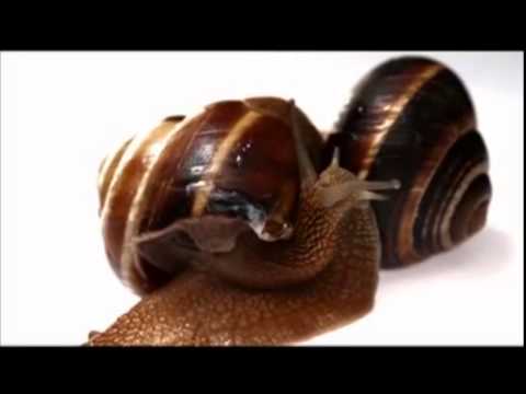 Teoman - Uçurtmalar - Official Video (2009)