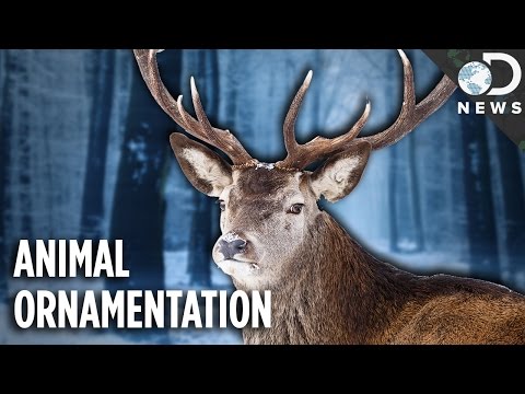 image-What animal have antlers?