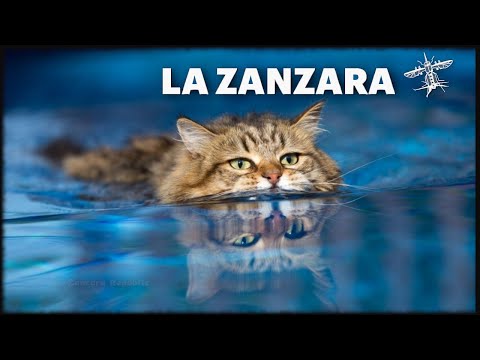 Tanto va la gatta al lar... - La Zanzara 20.7.2021