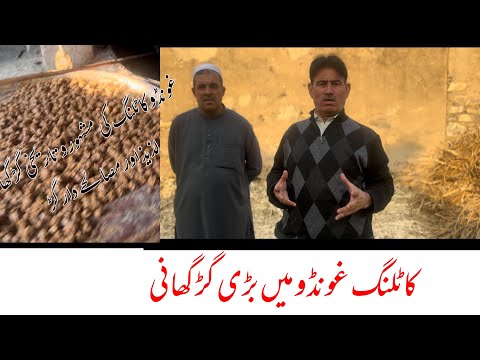 Pakistan// Big Gurr Gaahni in Katlang / Delicious Sweet Gurr/ with Nazim Saeed khan 