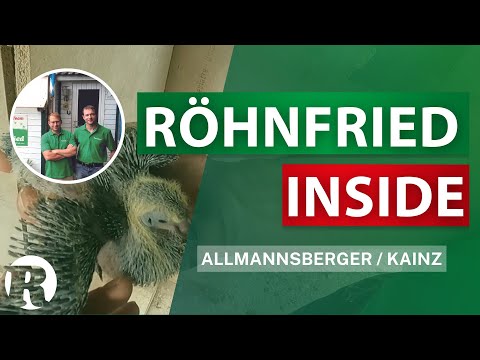 Röhnfried Inside - SG Allmannsberger / Kainz - Brieftaubensport
