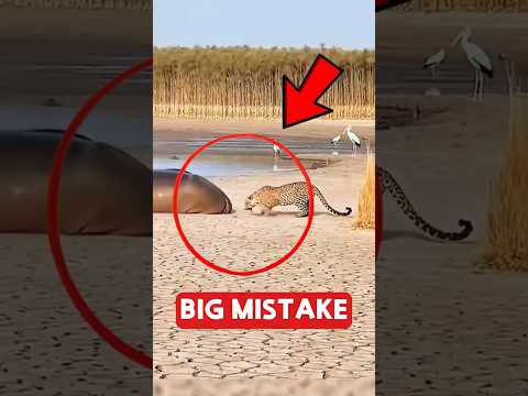5 Animals That Made the Dumbest Mistakes