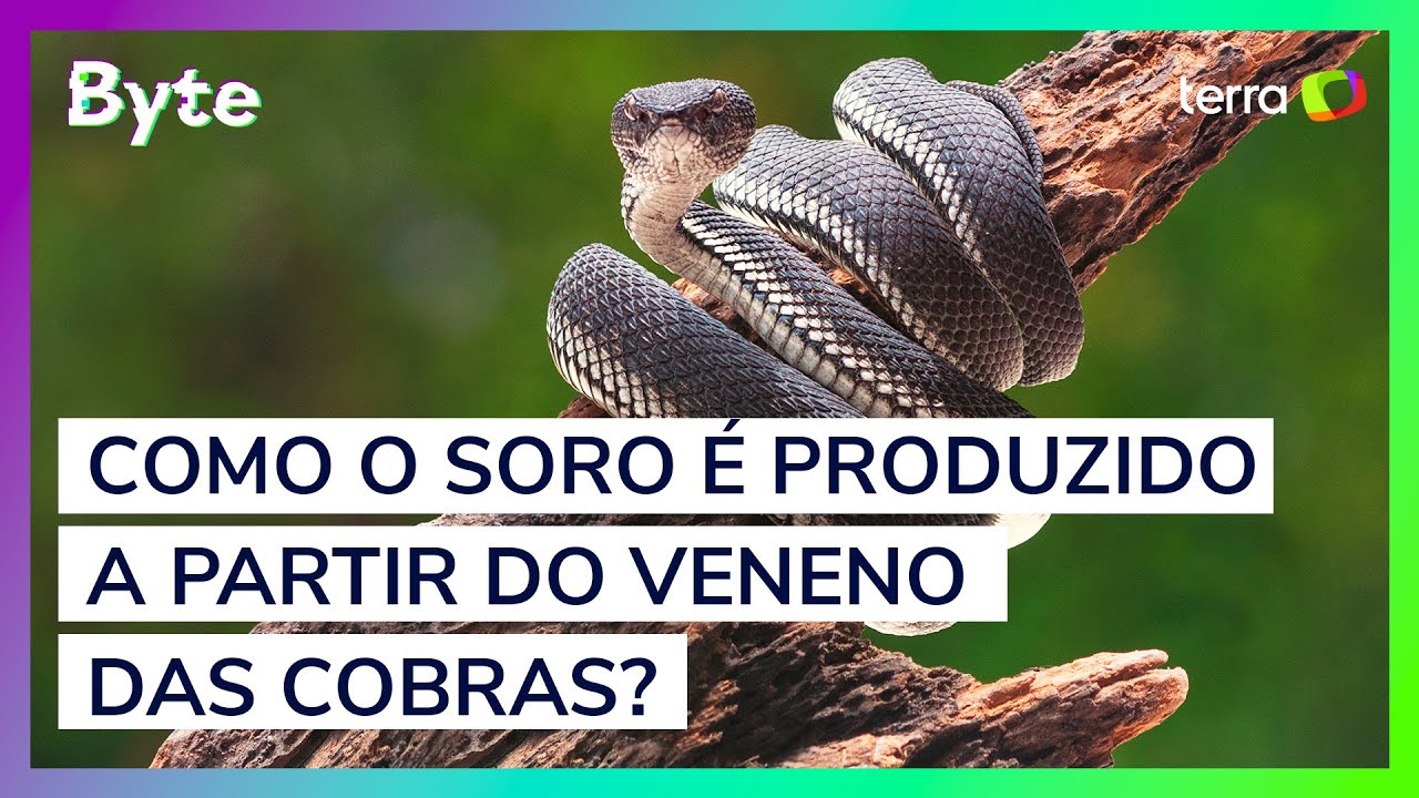 Como o soro é produzido a partir do veneno das cobras?