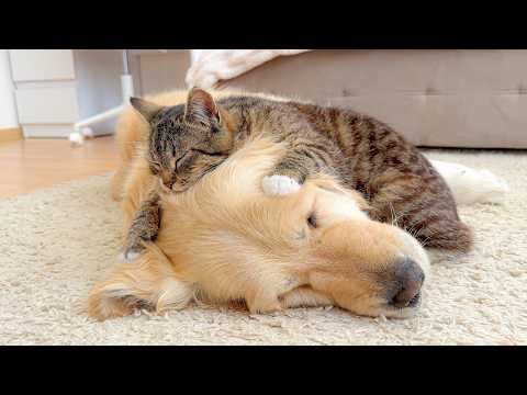 YouTube 썸네일