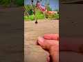 Aseel Murga TikTok Aseel Murga Fight Running Aseel Murga Love Aseel Murga Shorts Feed