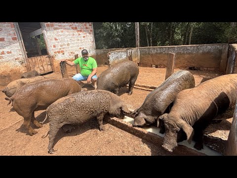 ELE VIVE CRIANDO PORCO IGUAL ANTIGAMENTE- KEMPES DALPIVA DE CAXAMBU DO SUL SC