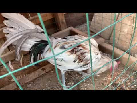 2019....Splash Mug Stag !