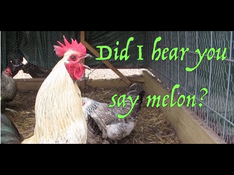 Chickens Love Melons