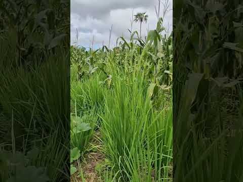 fartura abóbora no interior do Piauí #shortsvideo