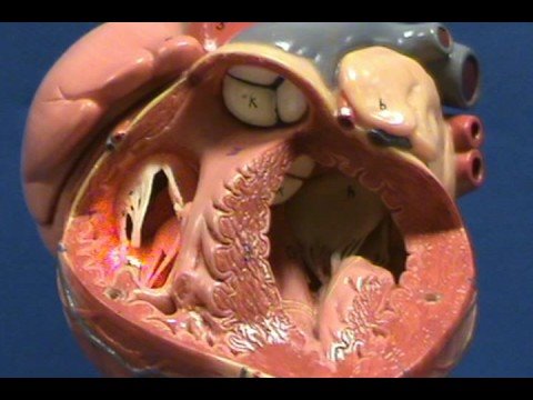 Heart Model II - Right Ventricle