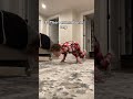 Learn the elbow lever in 5 minutes 💪