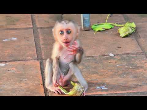 Lora's Amazing Strength: Lifting Lunar With Ease