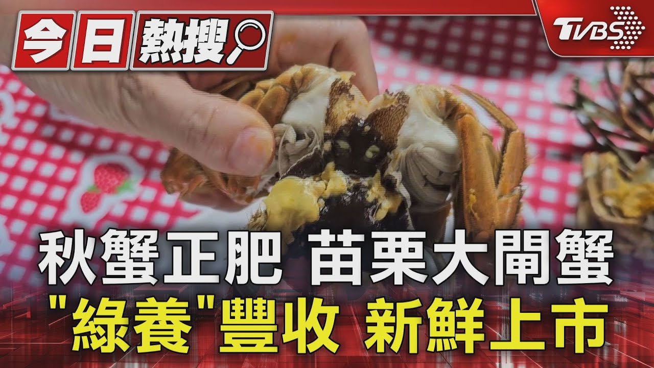 秋蟹正肥 苗栗大閘蟹「綠養」豐收新鮮上市