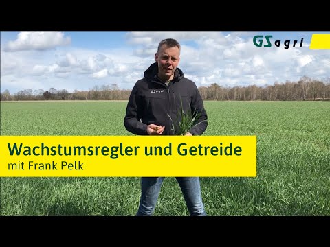 Wachstumsregler bei Getreide? Das steckt dahinter und so könnt ihr ihn optimal für euch nutzen.