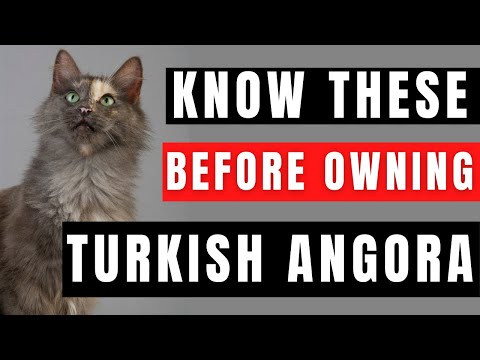 Turkish Angora Breed Portrait - What You NEED to Know Before Owning!
