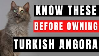 Turkish Angora Breed Portrait - What You NEED to Know Before Owning!