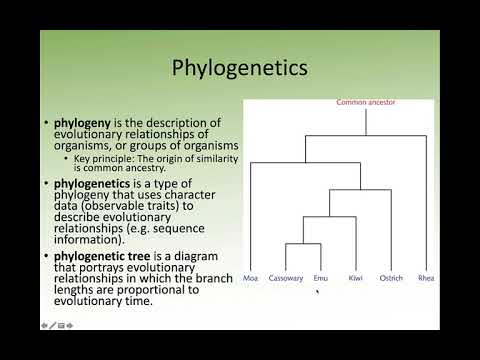 Comparative Genomics Lecture 2 - Evolution and Genetic Change