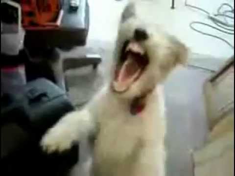 Death Metal Dog