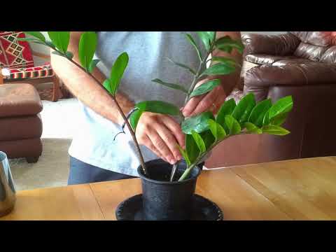 ZZ Plant/Zanzibar Gem Propagation using full/partial branches & leaves (Zuzu, Zamioculcas)