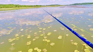 These Shallow Water Fish are SO AGGRESSIVE!
