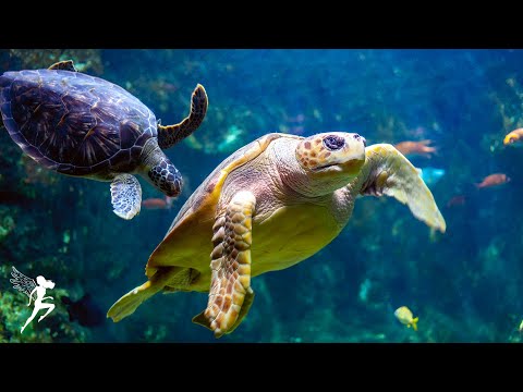 Baby Sleep Music, Lullaby for Babies To Go To Sleep - 12 Hours of Stunning Aquarium Relax Music