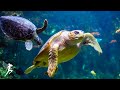 Baby Sleep Music Lullaby For Babies To Go To Sleep 12 Hours Of Stunning Aquarium Relax Music