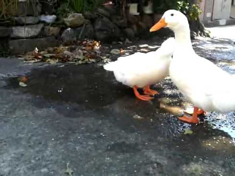 かわいいアヒル