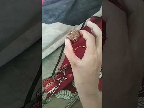 chocolate 🍫🍫🍫🍫