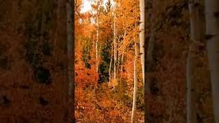 So Pretty autumn walk in the woods forest sounds - fall foliage youtube status video