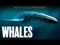 The Wonder Of Whales For Sleep Documentary No AI Used