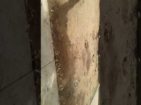 Srilankan life//We've got our First Dose of Vaccination(SINOPHARM)