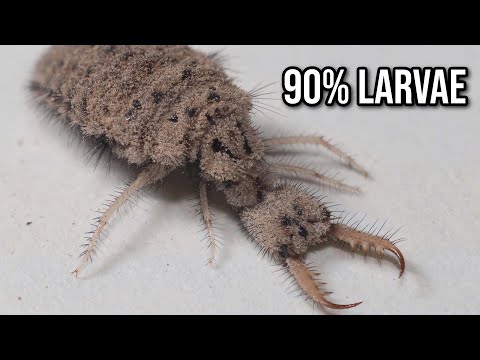 What Exactly is: Antlion | The Ant Hell Dweller