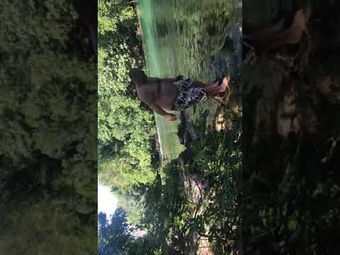 VESELKO PAO U RIJEKU TREBIŽAT