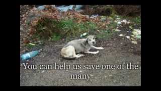 The Laika Fund for Street Dogs - What Is One Life Worth?